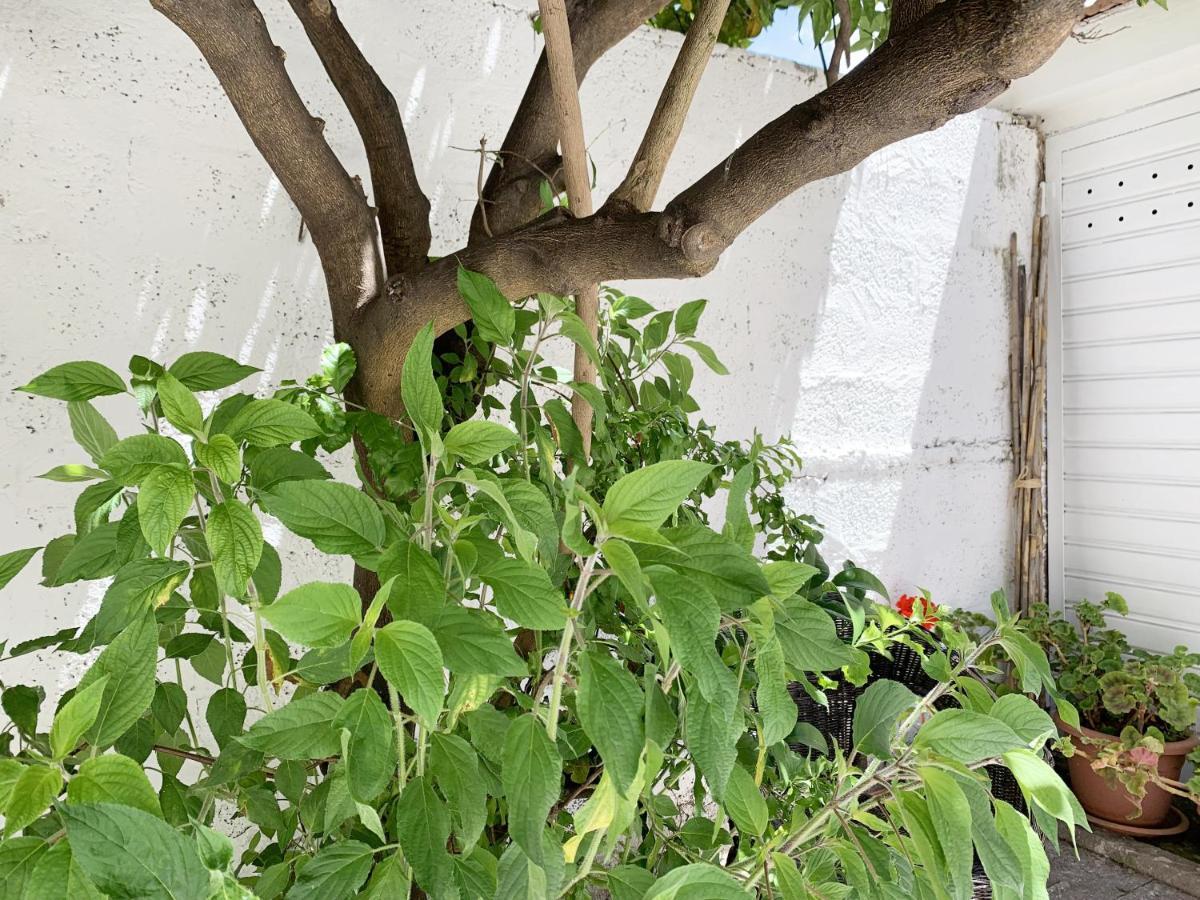 Tap Apartments - In Independent House With Private Garden Alghero Buitenkant foto